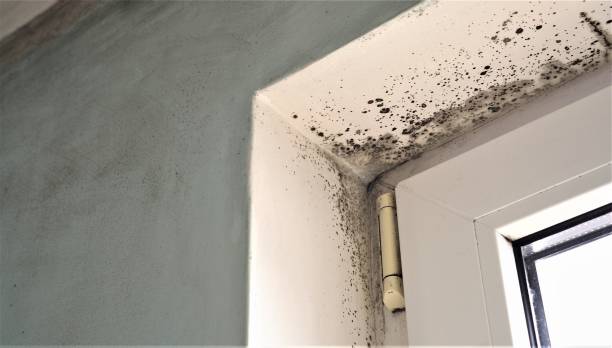 Best Environmental Consulting for Mold Prevention  in Fairmount, IN