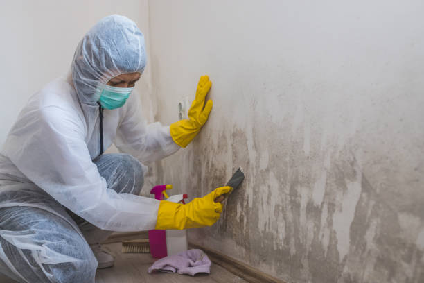 Best Crawl Space Mold Remediation  in Fairmount, IN
