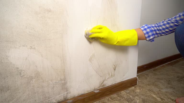 Best Mold Remediation for Rental Properties  in Fairmount, IN