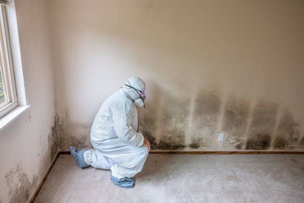 Best Water Damage & Mold Remediation  in Fairmount, IN