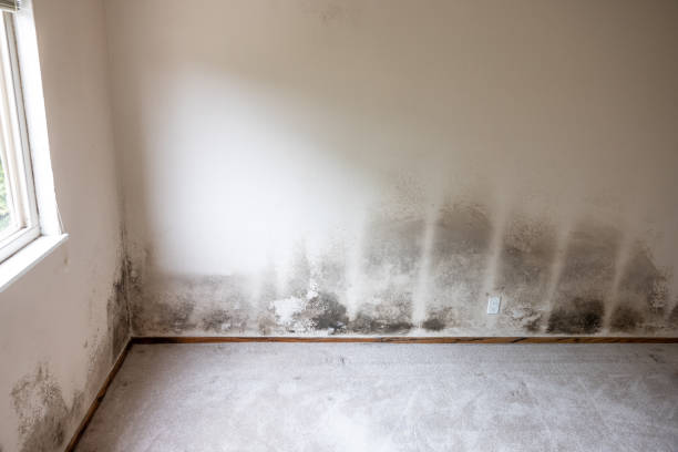 Best Mold Prevention Services  in Fairmount, IN