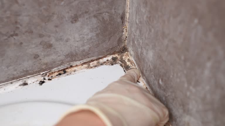 Best HVAC Mold Inspection and Cleaning  in Fairmount, IN